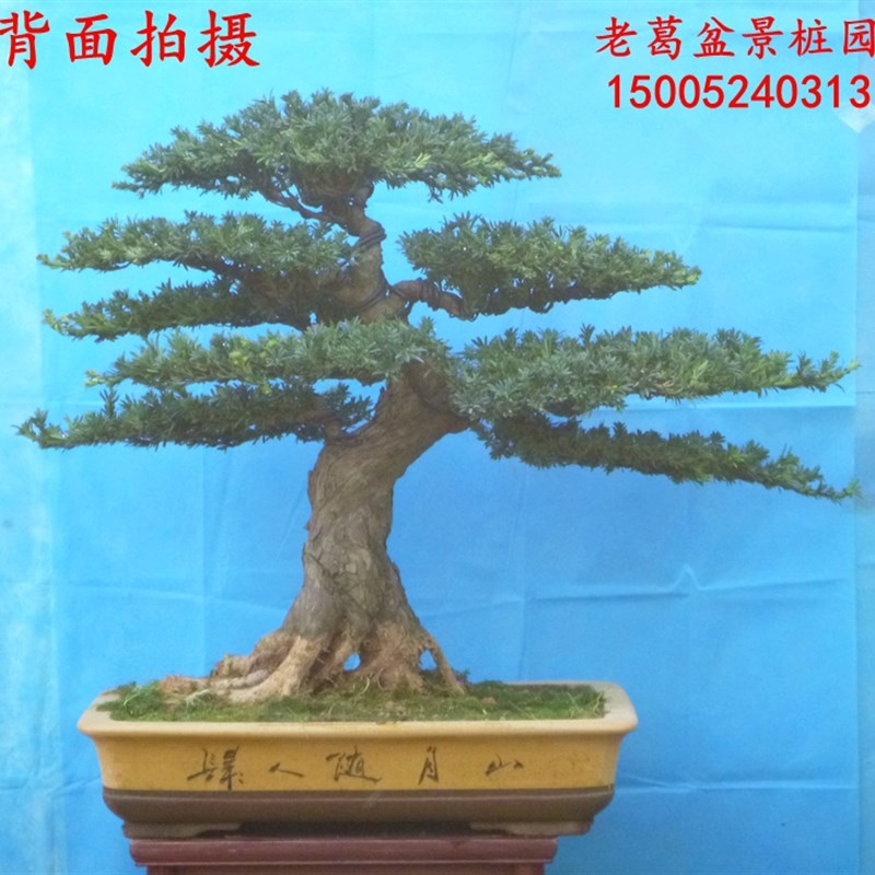 速发大型米叶罗汉松盆景树桩实物 过度好树型好 罗汉松造型