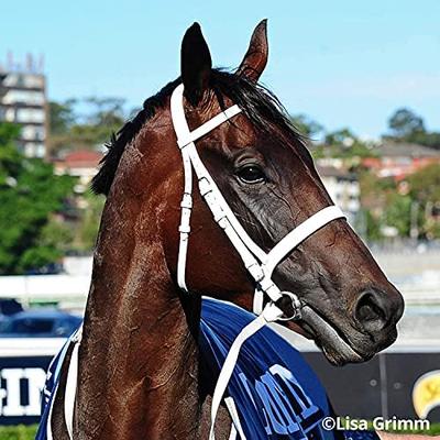 Bseser Horsey Tradiqtional Serier Winx | Australian Racehors