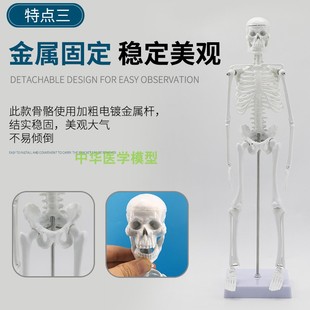 极速45CM人体骨骼教学模型 幼儿教学美术医学艺用静物绘画骨架标