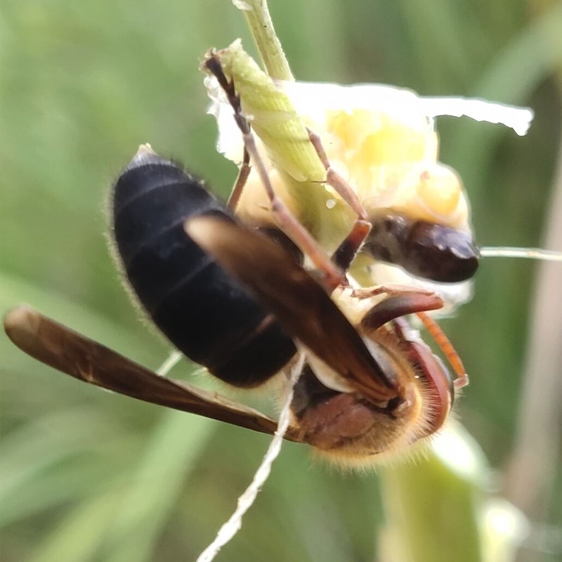 诱蜂水诱蜜蜂招蜂水马蜂胡蜂x金环黑尾黄脚七里大黑引蜂神器超声