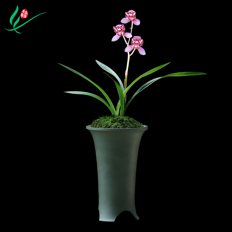 建兰兰花四季凤舞九天浓香花卉盆景盆栽土绿m植带草植物花苞名贵