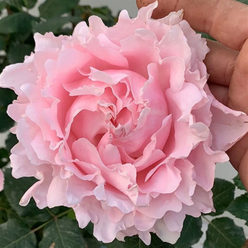 新品索菲罗莎  苏菲罗莎淡粉色浓香大花四季开月季长势好抗病强