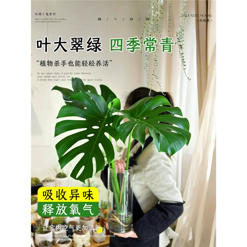 龟背竹水培植物盆栽老桩净化空气室内观叶仙洞春羽天堂鸟大叶绿植
