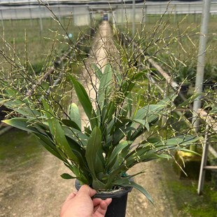 文心兰满堂红梦香兰原盆发货阳台浓香植物