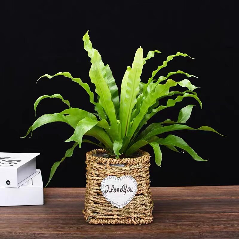 网红懒人水培绿植鸟巢蕨盆栽类维纳斯室内观叶植物净化空气吸