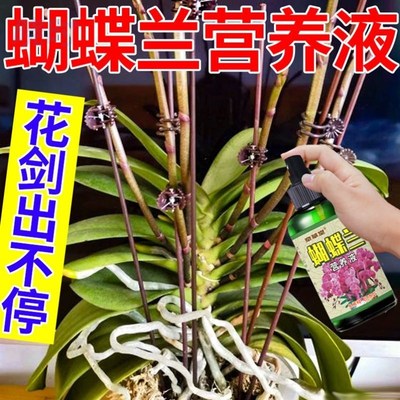 蝴蝶兰肥料专用肥促花催花营养液无需稀释液体