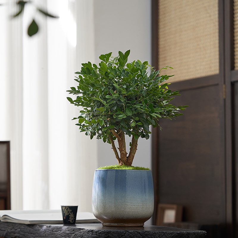 九里香老桩盆景七里香盆栽浓香型花卉室内驱蚊绿植好养活开花植物