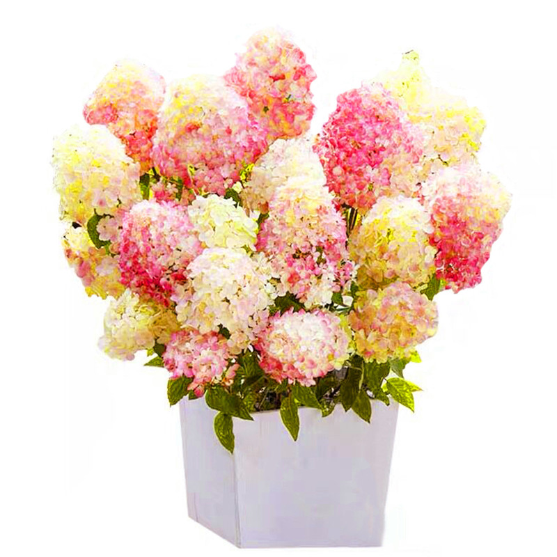 圆锥绣球棒棒糖香草草莓花苗石灰灯绣球耐寒耐晒盆栽夏日美人植物