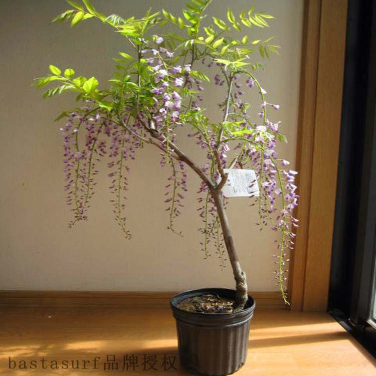 极速Dig and sell Wisteria garden villas now, beautify multi