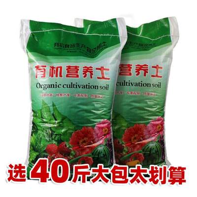 推荐Flowers potted orchids money plant a garden soil nutrien