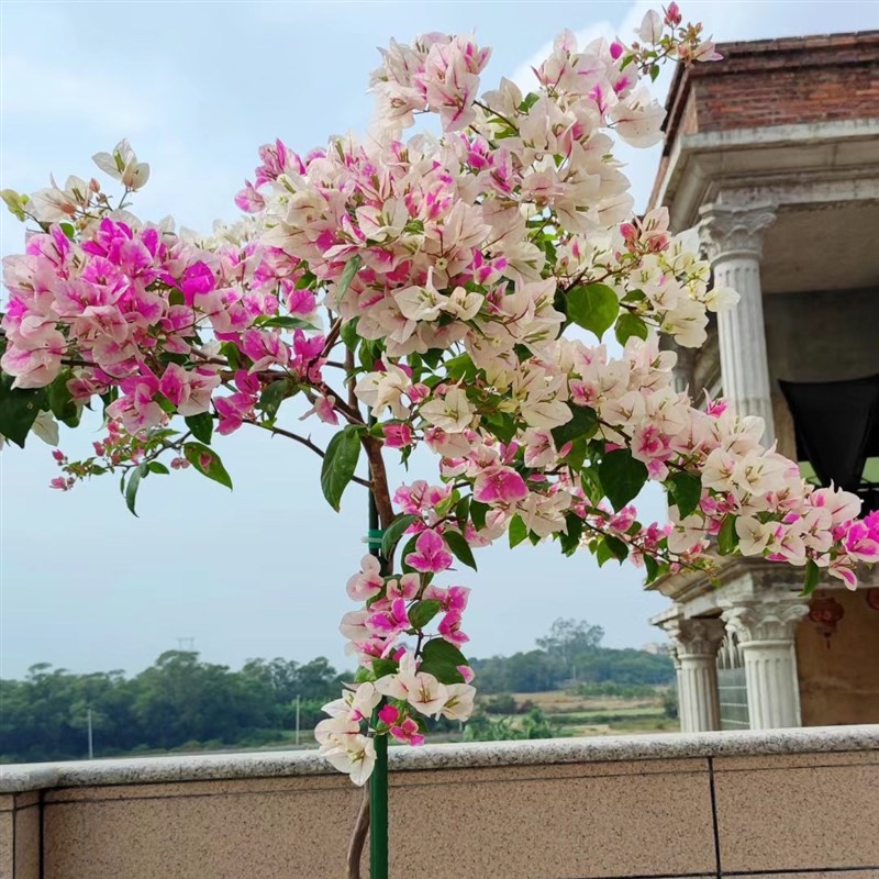 马斯高飘三角梅卡亚塔飘枝苏瓦娜高杆不甜爬藤漳红樱老桩大型盆栽