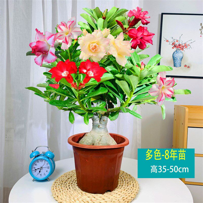 小众高货重瓣沙漠玫瑰花苗盆栽四季阳台花卉带花苞好养多肉植物老