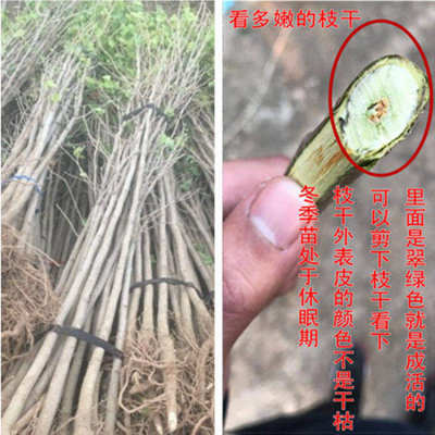 推荐银杏树活苗大树小苗别墅庭院风景树门前树园林绿化行道工程苗