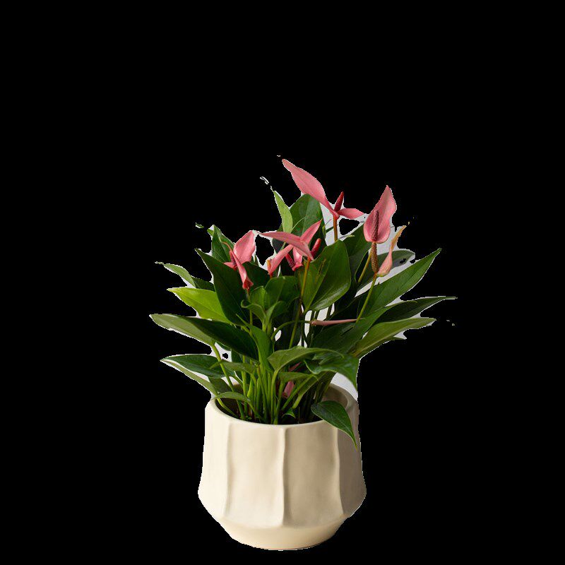 安第斯花园 粉掌莉莉 稀有品种 温带植物办公室室内花卉 懒人好养