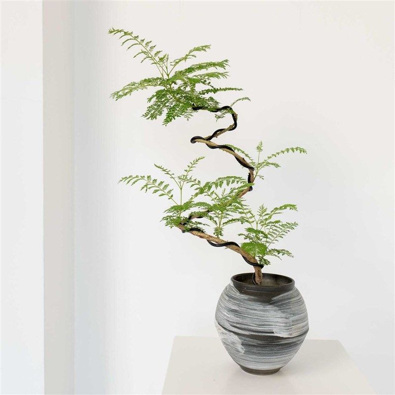 中古侘寂风游龙造型蓝花楹植物茶室内装饰盆栽新中式客厅桌面绿植,鲜花速递/花卉仿真/绿植园艺,绿植,淘宝优惠券,粉丝福利购,淘宝优惠卷