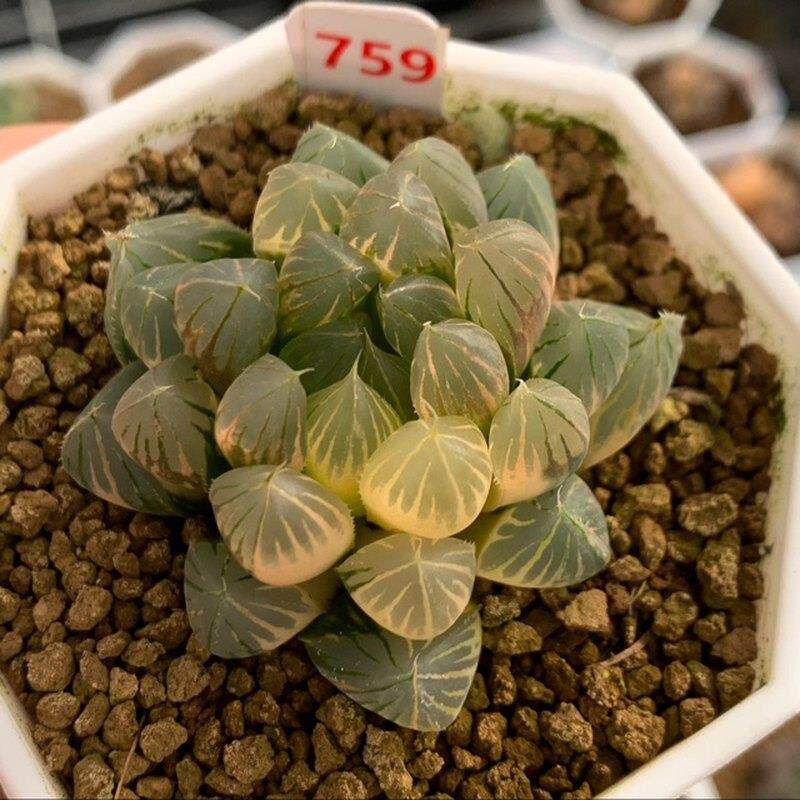 759号霓虹灯玉露锦