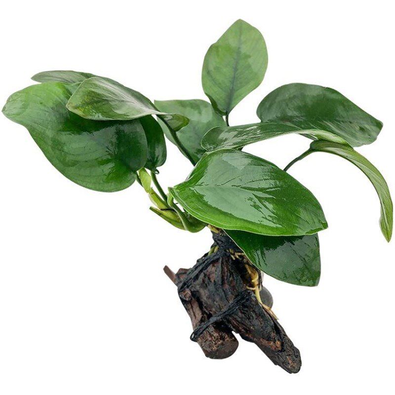 鱼池水生植物草缸沉水草植物真草木造景有茎草Q大叶水榕森树林莫