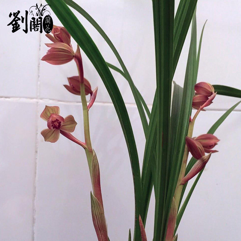 刘阁兰花苗 大邑梦圆 春剑红花荷瓣室内花卉绿植盆栽现带花苞出售