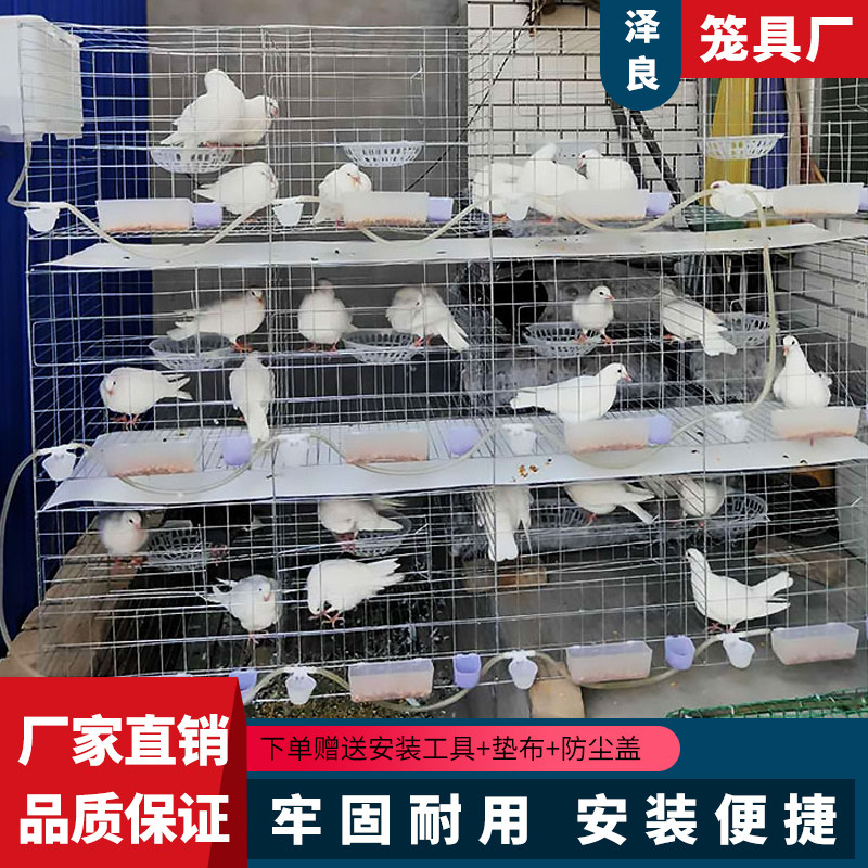 鸽子配对笼养殖繁殖笼12位16位肉鸽家用室外鸽舍组装鸽笼加粗