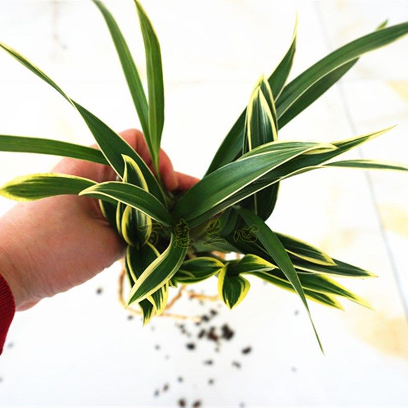 兰花金边矮种 金凤凰 精品四季兰花 建兰名品 圆尾艺兰花卉草