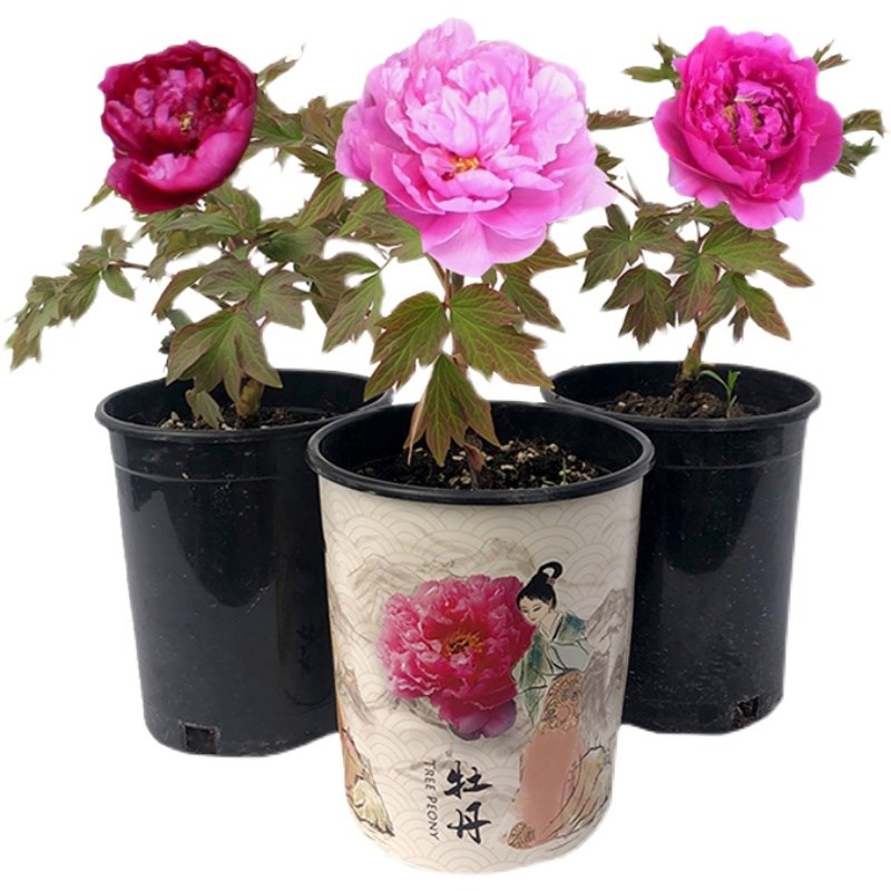 菏泽牡丹鲜花盆栽盆景带花苞花卉室内阳台易活好养观赏花苗绿植物