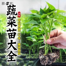 蔬菜苗秧辣椒苗番茄苗茄子苗黄瓜苗四季播种阳台盆栽水果树苗大全