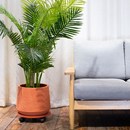 圆形无边仿水泥花盆托盘带轮万向轮底盘刹车可移动托盘底座盘家用