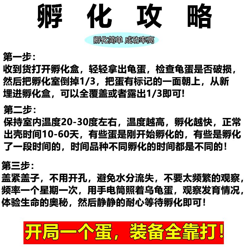 速发乌龟蛋可孵化品种随机黄缘龟金钱龟蛋龟深水龟半水小宠物三线