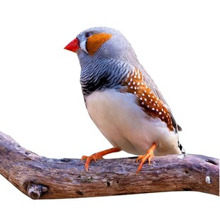 灰珍珠鸟活体白文鸟灰文鸟灰珍珠送粮观赏宠物鸟活物手养珍珠一对