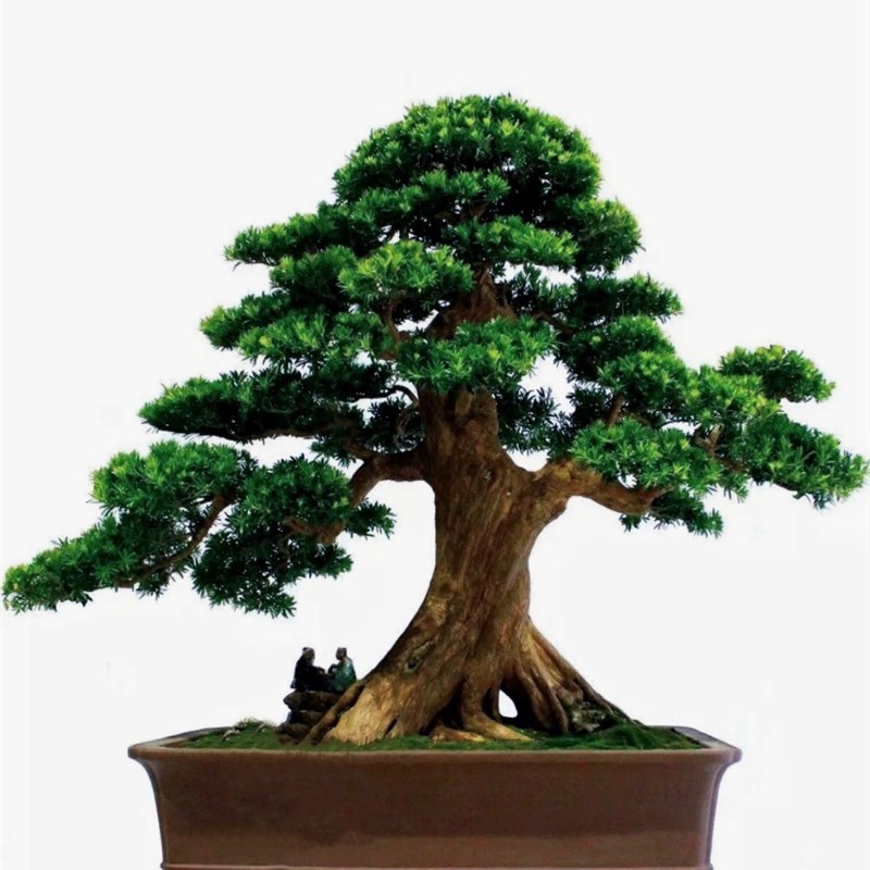 雀舌红牙米叶罗汉松盆景老桩大型造E型树桩迎客松室内室外绿植好