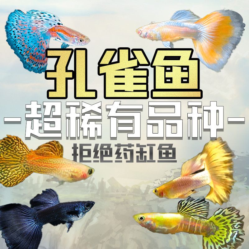 速发高端精品孔雀鱼活鱼大尾临产怀孕母鱼纯种天空蓝白稀罕宠物观