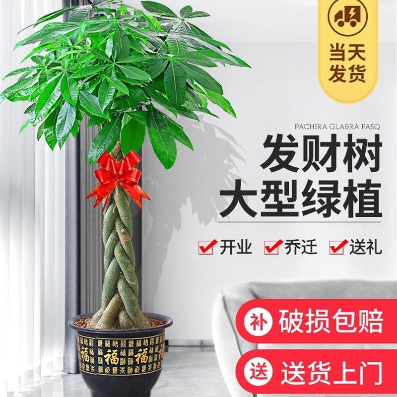 新品发财树盆栽客厅步步高招财树绿植办公室开业花卉植物室内好养