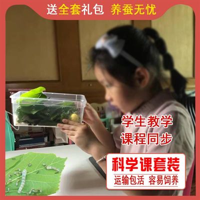 春蚕夏蚕种蚕籽蚕卵蚕蛋蚕子蚕宝宝新鲜桑叶饲料学生养蚕科普套装