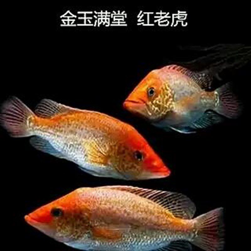 厂家红老虎鱼活体金玉满堂鱼红头金鲷鱼大型凶t猛热带淡水观赏鱼