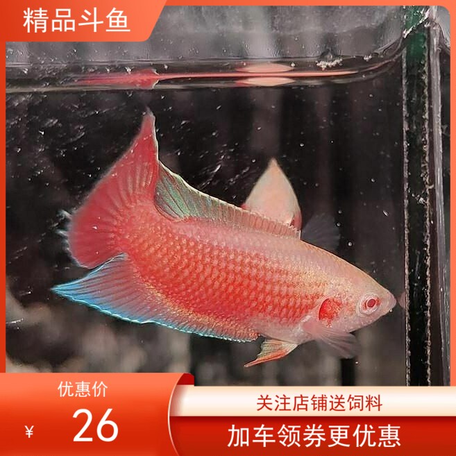 新品中国斗鱼 白化红 白化斗鱼小型观赏鱼 胭脂Q红斗鱼 冷水鱼无