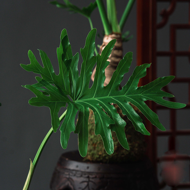 龙鳞春羽 小天使苔藓球多u年生老桩室内耐阴水培净化空气客厅春雨