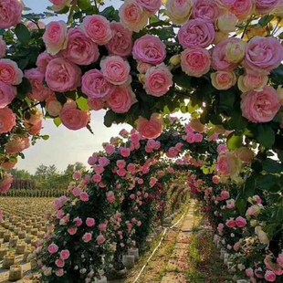 精品藤本b月季 开花庭院拱门花球花柱花墙带花发 花苗爬藤蔷薇四季