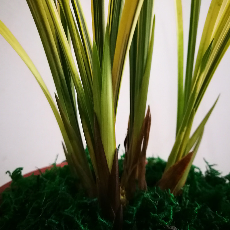 兰花苗四季建兰八宝奇珍山水画虎斑艺浓香型花卉办公室内绿植盆栽