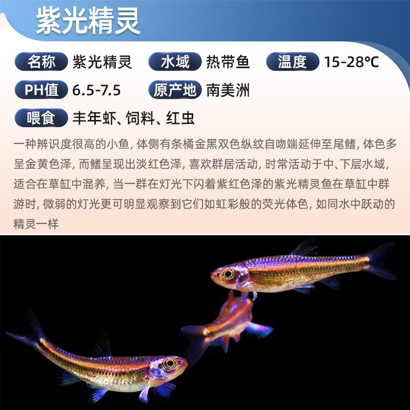 速发紫光精灵鱼南美水草缸幻彩霓虹灯鱼热带观赏鱼小型耐寒冷水鱼