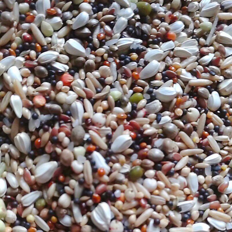 枭龙鸽粮10kg尝鲜小包装通用颗粒育雏2号鸟食鸽子江浙沪皖包邮