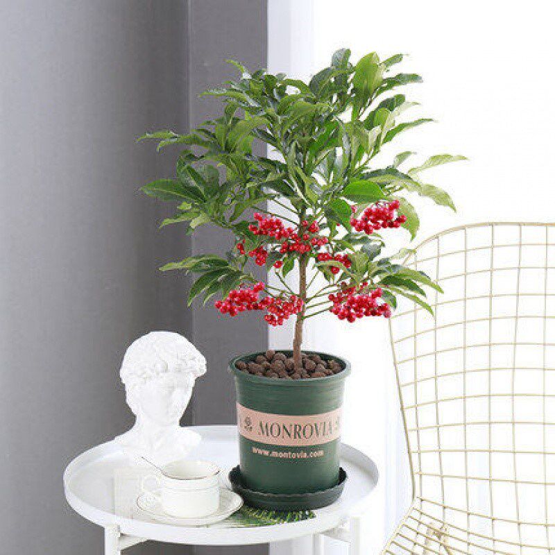 金玉满堂花 盆栽植物带果发货富贵籽盆栽黄金万两室内客厅绿植朱