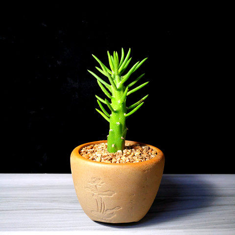 多肉植物沙漠将军 狼牙棒 绿植盆栽 沙漠将军棒 将军柱仙人掌包邮