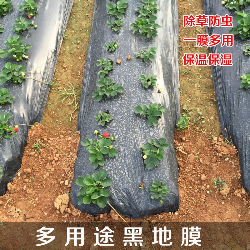 网红地膜农用薄膜加厚黑膜大棚蔬菜果园用保温保湿白膜银黑反光膜