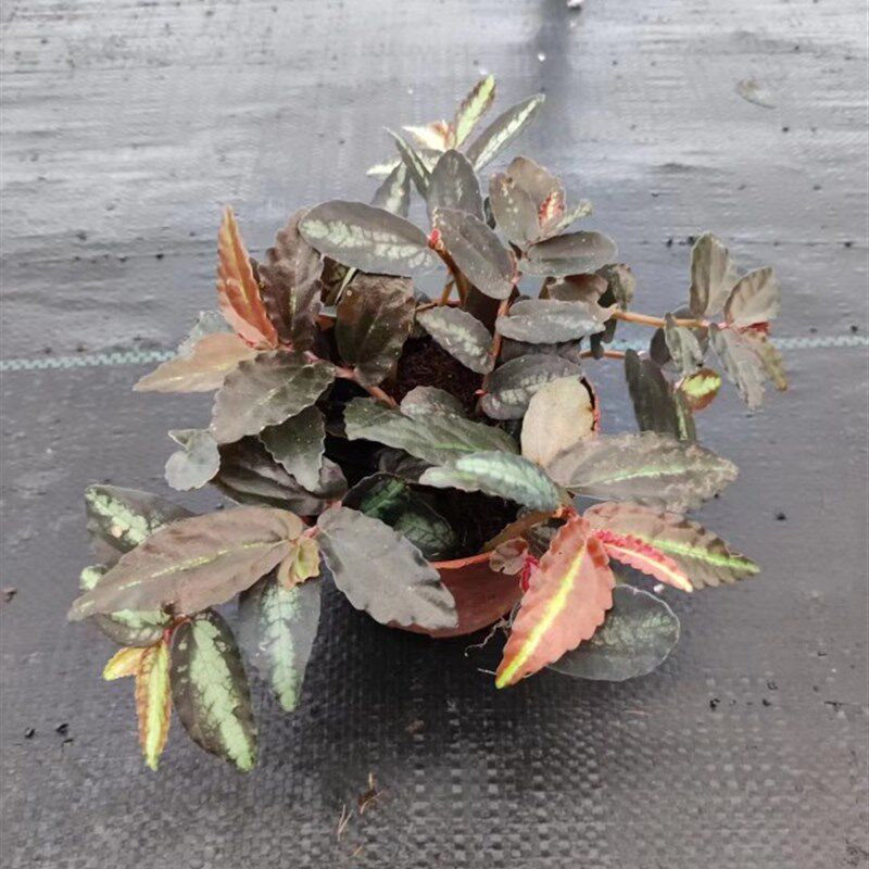 吐烟花 花叶趣味室内雨林缸造景 耐阴绿植吸甲醛观叶植物花卉盆栽