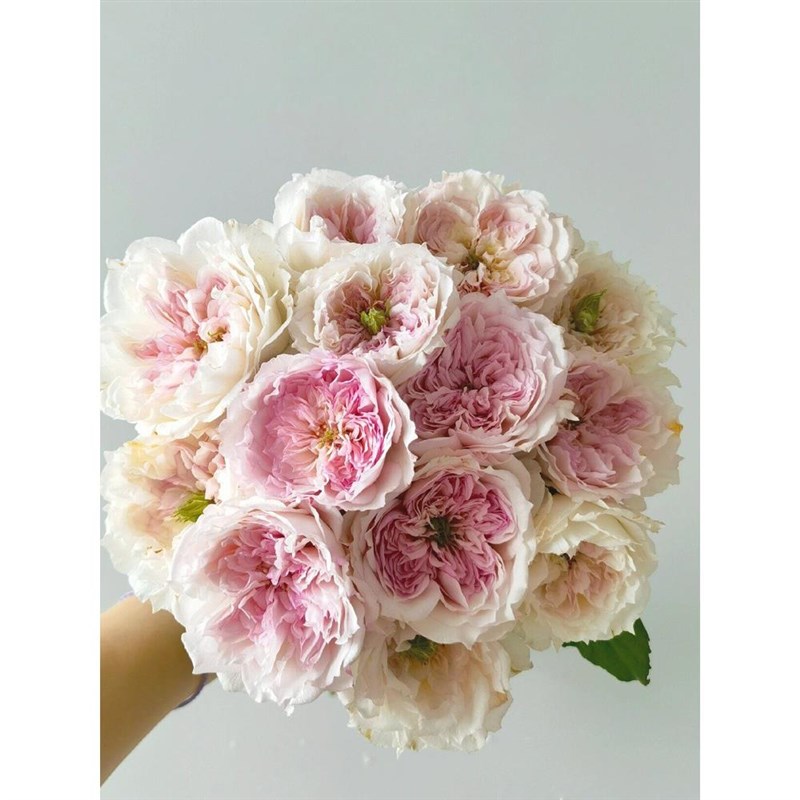 蝶之舞月季花大苗盆栽灌木阳台四季玫瑰庭院勤开花绿植物浓香花卉