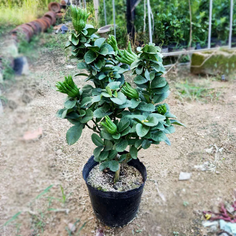 锦林佛手盆栽金华佛手带果千指小果盆景花卉阳q台绿植佛手柑佛手