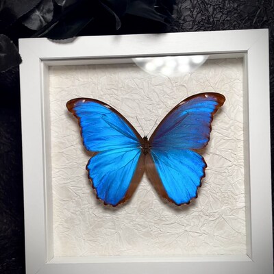 蝴蝶标本蓝闪相框成品手t工制作展翅昆虫名贵罕见生日节日礼摆件