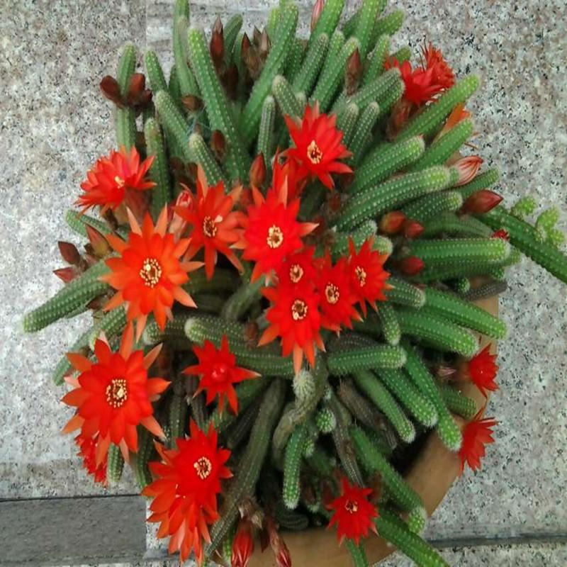 速发仙人掌仙人指盆栽垂吊多肉植物白檀花卉毛毛虫观花室内外四季