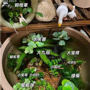 古法养鱼材料净化水质无泥水草造景套餐绿九冠绿菊蜈蚣草芙蓉浮萍