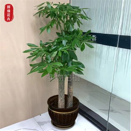 杭州发财树花卉盆绿植盆景开业乔迁送礼大型室内客厅居.家新房植